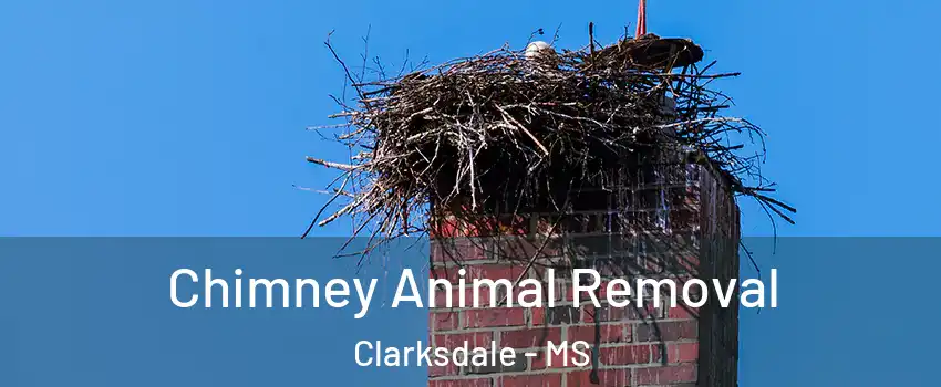  Chimney Animal Removal Clarksdale - MS
