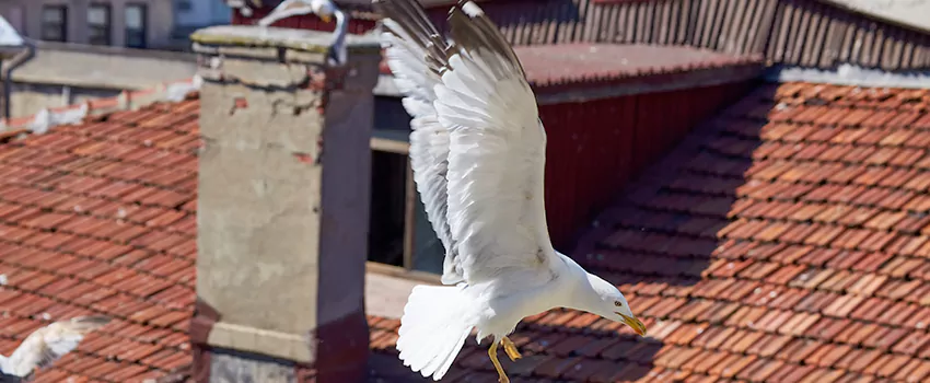 Residential Chimney Animal Removal Solution in Clarksdale, MS