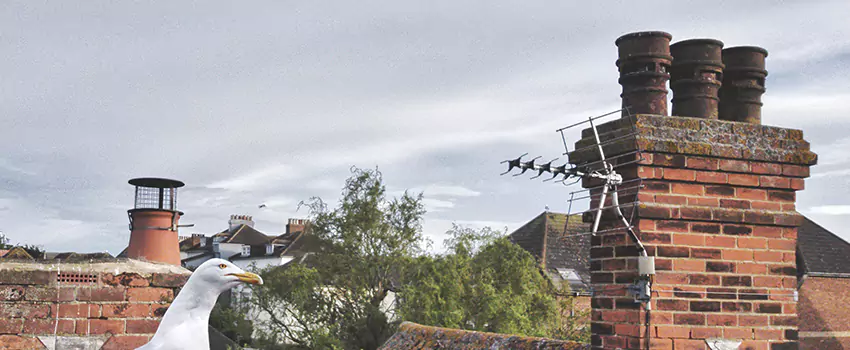 Chimney Cleaning And Restoration in Clarksdale, Mississippi